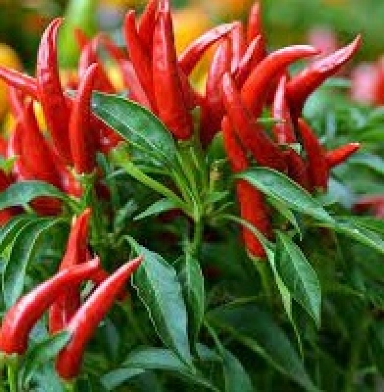 Whole Dried African Bird Eye Chilli Pepper from Zimbabwe